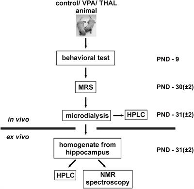 Glutamate, Glutamine and GABA Levels in Rat Brain Measured Using MRS, HPLC and NMR Methods in Study of Two Models of Autism